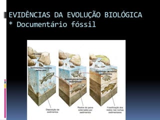 EVIDÊNCIAS DA EVOLUÇÃO BIOLÓGICA
* Documentário fóssil

 