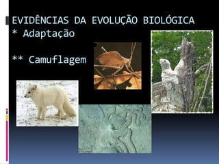 EVIDÊNCIAS DA EVOLUÇÃO BIOLÓGICA
* Adaptação
** Camuflagem

 