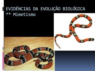 EVIDÊNCIAS DA EVOLUÇÃO BIOLÓGICA
** Mimetismo

 