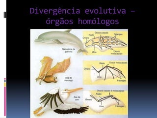 Divergência evolutiva –
órgãos homólogos

 