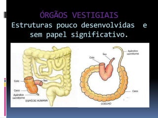 ÓRGÃOS VESTIGIAIS
Estruturas pouco desenvolvidas
sem papel significativo.

e

 