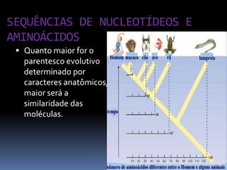 SEQUÊNCIAS DE NUCLEOTÍDEOS E
AMINOÁCIDOS
 Quanto maior for o
parentesco evolutivo

determinado por
caracteres anatômicos,
maior será a
similaridade das
moléculas.

 