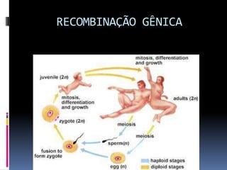 RECOMBINAÇÃO GÊNICA

 