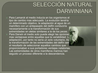  Para Lamarck el medio inducía en los organismos el 
tipo de cambio mas adecuado. La evolución tendría 
un determinado objetivo, la adaptación al agua de un 
mamífero con un antepasado del delfín conduciría 
necesariamente a la transformación de sus 
extremidades en aletas similares a la de los peces. 
 Para Darwin el medio solo puede elegir las opciones 
mas ventajosas entre aquellas que la variabilidad. La 
adaptación, por tanto no sería un acto voluntario. Así 
la transformación de las extremidades del delfín seria 
el resultado de seleccionar aquellos cambios que 
proporcionaban a sus portadores ventajas natatorias. 
Las extremidades de otros mamíferos marinos han 
seguido un proceso diferente a la descendencia. 
 