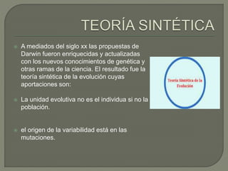  A mediados del siglo xx las propuestas de 
Darwin fueron enriquecidas y actualizadas 
con los nuevos conocimientos de genética y 
otras ramas de la ciencia. El resultado fue la 
teoría sintética de la evolución cuyas 
aportaciones son: 
 La unidad evolutiva no es el individua si no la 
población. 
 el origen de la variabilidad está en las 
mutaciones. 
 
