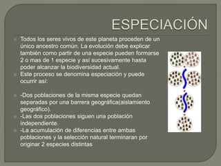  Todos los seres vivos de este planeta proceden de un 
único ancestro común. La evolución debe explicar 
también como partir de una especie pueden formarse 
2 o mas de 1 especie y así sucesivamente hasta 
poder alcanzar la biodiversidad actual. 
 Este proceso se denomina especiación y puede 
ocurrir así: 
 -Dos poblaciones de la misma especie quedan 
separadas por una barrera geográfica(aislamiento 
geográfico). 
 -Las dos poblaciones siguen una población 
independiente. 
 -La acumulación de diferencias entre ambas 
poblaciones y la selección natural terminaran por 
originar 2 especies distintas 
 