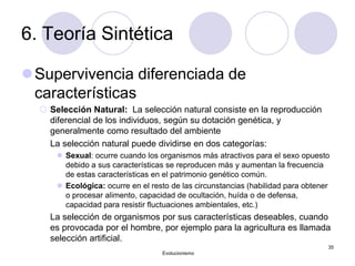 6. Teoría Sintética
Supervivencia diferenciada de
características
 Selección Natural: La selección natural consiste en la reproducción
diferencial de los individuos, según su dotación genética, y
generalmente como resultado del ambiente
La selección natural puede dividirse en dos categorías:
 Sexual: ocurre cuando los organismos más atractivos para el sexo opuesto
debido a sus características se reproducen más y aumentan la frecuencia
de estas características en el patrimonio genético común.
 Ecológica: ocurre en el resto de las circunstancias (habilidad para obtener
o procesar alimento, capacidad de ocultación, huída o de defensa,
capacidad para resistir fluctuaciones ambientales, etc.)
La selección de organismos por sus características deseables, cuando
es provocada por el hombre, por ejemplo para la agricultura es llamada
selección artificial.
Evolucionismo
35
 