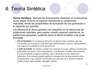 6. Teoría Sintética
 Deriva Genética: describe las fluctuaciones aleatorias en la frecuencia
de los alelos. Esto es de especial importancia en poblaciones
reducidas, donde las posibilidades de fluctuación de una generación a
la siguiente son grandes.
Los efectos de la deriva genética son pequeños en la mayoría de las
poblaciones naturales, pero pueden revestir especial importancia en
poblaciones pequeñas, pudiendo darse el efecto fundador o de ceullo
de botella
 Efecto fundador: Es un proceso frecuente en algunas islas oceánicas, que son
colonizadas por unos pocos individuos que genéticamente son poco representativos
con respecto a la población de la que derivan.
 Cuello de botella: Se produce cuando una situación en la que, debido a condiciones
ambientales adversas u otras circunstancias, la población se reduce drásticamente.
Con posterioridad recupera su número, pero a partir de un corto número de
individuos. Esta situación puede implicar la desaparición de determinados alelos
aleatoriamente o que aumente la frecuencia de otros que en la anterior situación
estaban menos representados. (Ejemplo Amish)
Evolucionismo
36
 