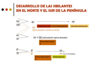 DESARROLLO DE LAS SIBILANTES
EN EL NORTE Y EL SUR DE LA PENÍNSULA
/ts/
/dz/

/s̅/
/s/

/Ɵ/
Desafricación Ensordecimiento

Interdentalización

(ápico-alveolar o predorso-dental)

/s/
/z/

/ʃ/
/ʒ/

/s/ = [ś] (articulación ápico-alveolar)
Ensordecimient
o

/ʃ/
/ʃ/

/x/
/x/ (/h/ en el andaluz)
Ensordecimient
o

Velarización

 