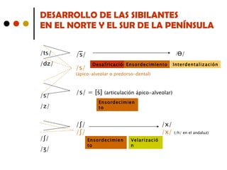 DESARROLLO DE LAS SIBILANTES  EN EL NORTE Y EL SUR DE LA PENÍNSULA /ts/ /dz/   /s/ /z/ / ʃ/  / ʒ/ / s̅ / /s/ = [ ś]  (articulación ápico-alveolar) / Ɵ/ /s/ (ápico-alveolar o predorso-dental) / ʃ/  /x/  / ʃ/  /x/   (/h/ en el andaluz)    Desafricación Ensordecimiento Ensordecimiento Interdentalización Ensordecimiento Velarización 