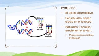 Evolución.
• El efecto acumulativo.
• Perjudiciales: tienen
  efecto en el fenotipo.
• Naturales: Fortuitos,
  simplemente se dan.
   Proporcionan cambios
    evolutivos.
 