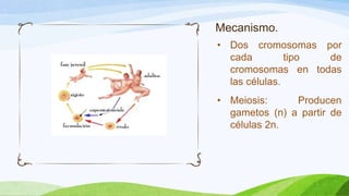 Mecanismo.
• Dos cromosomas por
  cada         tipo de
  cromosomas en todas
  las células.
• Meiosis:     Producen
  gametos (n) a partir de
  células 2n.
 