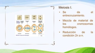 Meiosis I.
• Se        da        el
  entrecruzamiento.
• Mezcla de material de
  los        cromosomas
  homólogos.
• Reducción      de   la
  condición 2n a n.
 