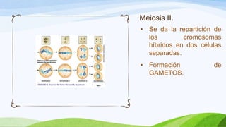 Meiosis II.
• Se da la repartición de
  los        cromosomas
  híbridos en dos células
  separadas.
• Formación           de
  GAMETOS.
 