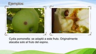 Ejemplos:




Cydia pomonella: se adaptó a este fruto. Originalmente
atacaba solo al fruto del espino.
 