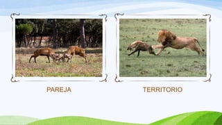 PAREJA   TERRITORIO
 