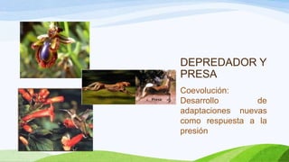 DEPREDADOR Y
PRESA
Coevolución:
Desarrollo       de
adaptaciones nuevas
como respuesta a la
presión
 