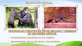 SELECCIÓN SEXUAL




DIFERENCIAS FENOTÍPICAS ENTRE MACHOS Y HEMBRAS
              DE UNA MISMA ESPECIE.
• Características llamativas en los machos.
• Apareamiento: les ayuda atraer a las hembras.
 