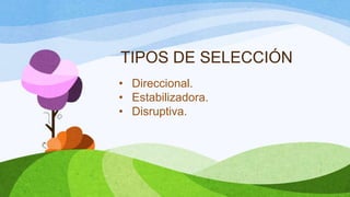 TIPOS DE SELECCIÓN
• Direccional.
• Estabilizadora.
• Disruptiva.
 