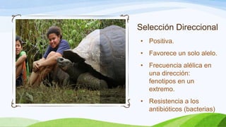 Selección Direccional
• Positiva.
• Favorece un solo alelo.
• Frecuencia alélica en
  una dirección:
  fenotipos en un
  extremo.
• Resistencia a los
  antibióticos (bacterias)
 