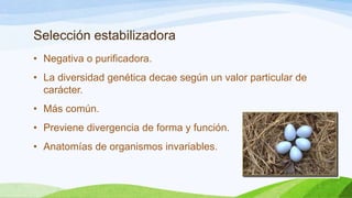 Selección estabilizadora
• Negativa o purificadora.
• La diversidad genética decae según un valor particular de
  carácter.
• Más común.
• Previene divergencia de forma y función.
• Anatomías de organismos invariables.
 