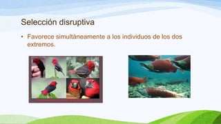 Selección disruptiva
• Favorece simultáneamente a los individuos de los dos
  extremos.
 