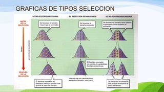 GRAFICAS DE TIPOS SELECCION
 