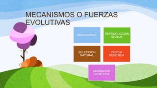MECANISMOS O FUERZAS
EVOLUTIVAS
           MUTACIONES    REPRODUCCIÓN
                            SEXUAL




           SELECCIÓN        DERIVA
            NATURAL        GENÉTICA




                   MIGRACIÓN
                   GENÉTICA
 