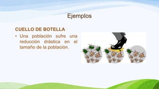 Ejemplos

CUELLO DE BOTELLA
• Una población sufre una
  reducción drástica en el
  tamaño de la población.
 