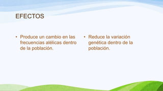 EFECTOS


• Produce un cambio en las      • Reduce la variación
  frecuencias alélicas dentro     genética dentro de la
  de la población.                población.
 