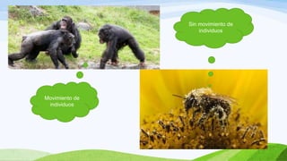 Sin movimiento de
                    individuos




Movimiento de
 individuos
 