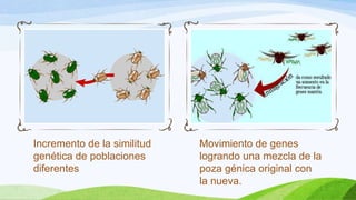 Incremento de la similitud   Movimiento de genes
genética de poblaciones      logrando una mezcla de la
diferentes                   poza génica original con
                             la nueva.
 