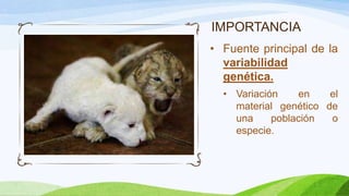 IMPORTANCIA
• Fuente principal de la
  variabilidad
  genética.
  • Variación    en    el
    material genético de
    una     población  o
    especie.
 