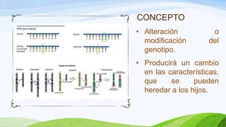 CONCEPTO
• Alteración          o
  modificación       del
  genotipo.
• Producirá un cambio
  en las características,
  que     se     pueden
  heredar a los hijos.
 