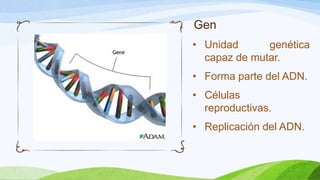 Gen
• Unidad      genética
  capaz de mutar.
• Forma parte del ADN.
• Células
  reproductivas.
• Replicación del ADN.
 