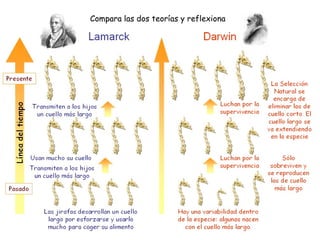 Compara las dos teorías y reflexiona
 