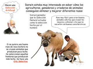 Si se quiere una buena
raza de vaca lechera no
se cruzan animales que
produzcan poca leche.
Se seleccionan aquellas
hembras que produzcan
más leche. Se hace una
Cría Selectiva.
Darwin estaba muy interesado en saber cómo los
agricultores, ganaderos y criadores de animales
conseguían obtener y mejorar diferentes razas
 