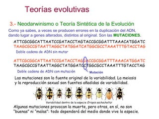 Teorías evolutivas
3.- Neodarwinismo o Teoría Sintética de la Evolución
Como ya sabes, a veces se producen errores en la duplicación del ADN,
dando lugar a genes alterados, distintos al original. Son las MUTACIONES.
ATTCGCGGCATTAATCCGATACCTAGTACCGCGGATTTAAACATGGATC
TAAGCGCCGTAATTAGGCTATGGATCATGGCGCCTAAATTTGTACCTAG
ATTCGCGGCATTAATCCGATACCTAGGACCGCGGATTTAAACATGGATC
TAAGCGCCGTAATTAGGCTATGGATCCTGGCGCCTAAATTTGTACCTAG
Doble cadena de ADN sin mutar
Doble cadena de ADN con mutación Mutación
Variabilidad dentro de la especie Eriopis eschscholtzi
Las mutaciones son la fuente original de la variabilidad. La meiosis
y la reproducción sexual son fuentes añadidas de variabilidad.
Algunas mutaciones provocan la muerte, pero otras, en sí, no son
“buenas” ni “malas”: todo dependerá del medio donde vive la especie.
 