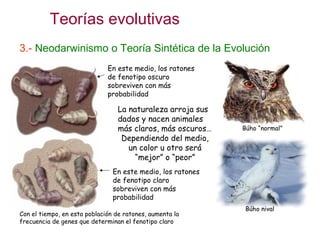 Teorías evolutivas
3.- Neodarwinismo o Teoría Sintética de la Evolución
La naturaleza arroja sus
dados y nacen animales
más claros, más oscuros…
Dependiendo del medio,
un color u otro será
“mejor” o “peor”
En este medio, los ratones
de fenotipo oscuro
sobreviven con más
probabilidad
En este medio, los ratones
de fenotipo claro
sobreviven con más
probabilidad
Búho nival
Búho “normal”
Con el tiempo, en esta población de ratones, aumenta la
frecuencia de genes que determinan el fenotipo claro
 