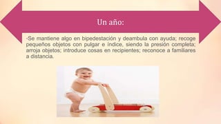 •Se mantiene algo en bipedestación y deambula con ayuda; recoge
pequeños objetos con pulgar e índice, siendo la presión completa;
arroja objetos; introduce cosas en recipientes; reconoce a familiares
a distancia.
Un año:
 