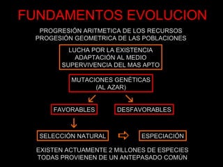 FUNDAMENTOS EVOLUCION
  PROGRESIÓN ARITMETICA DE LOS RECURSOS
 PROGESIÓN GEOMETRICA DE LAS POBLACIONES
          LUCHA POR LA EXISTENCIA
            ADAPTACIÓN AL MEDIO
        SUPERVIVENCIA DEL MAS APTO

           MUTACIONES GENÉTICAS
                 (AL AZAR)

               
      FAVORABLES       DESFAVORABLES

           
  SELECCIÓN NATURAL          ESPECIACIÓN

  EXISTEN ACTUAMENTE 2 MILLONES DE ESPECIES
  TODAS PROVIENEN DE UN ANTEPASADO COMÚN
 