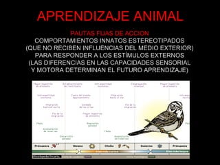 APRENDIZAJE ANIMAL
             PAUTAS FIJAS DE ACCION
   COMPORTAMIENTOS INNATOS ESTEREOTIPADOS
(QUE NO RECIBEN INFLUENCIAS DEL MEDIO EXTERIOR)
   PARA RESPONDER A LOS ESTÍMULOS EXTERNOS
 (LAS DIFERENCIAS EN LAS CAPACIDADES SENSORIAL
  Y MOTORA DETERMINAN EL FUTURO APRENDIZAJE)
 