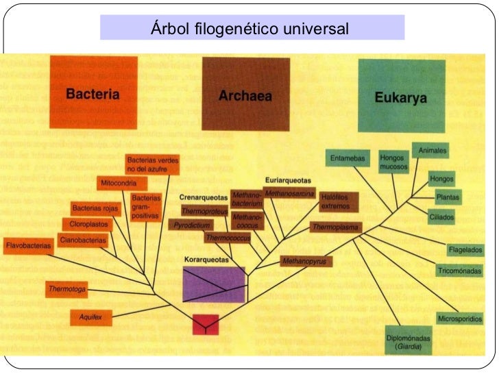 Evolucion taxonomia 2011 (1)