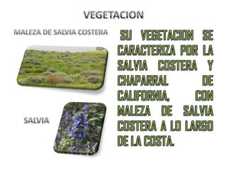 VEGETACIONMALEZA DE SALVIA COSTERA    SALVIA SU VEGETACION SE CARACTERIZA POR LA SALVIA COSTERA Y CHAPARRAL DE CALIFORNIA, CON MALEZA DE SALVIA COSTERA A LO LARGO DE LA COSTA.