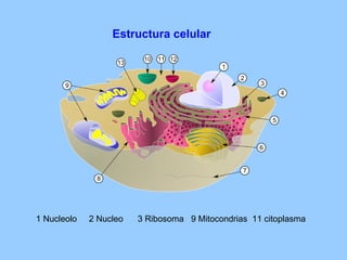 Estructura celular 1 Nucleolo  2 Nucleo  3 Ribosoma  9 Mitocondrias  11 citoplasma 