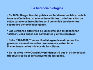 La herencia biológica En 1866  Gregor Mendel publica los fundamentos básicos de la transmisión de los caracteres hereditarios. La información de estos caracteres hereditarios está contenida en elementos separados denominados genes. Las versiones diferentes de un mismo gen se denominan “ alelos” . Unos puden ser dominantes y otros recesivos. Entre 1920-1930 Thomas Hunt Morgan descubrió que los genes se encuentran en los cromosomas, estructuras filamentosas de los núcleos de las células. En los años 1940 Oswald Avery demostró que el ácido desoxi-  rribonucleico es el constituyente de los genes.  