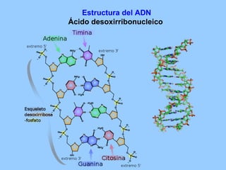 Estructura del ADN Ácido desoxirribonucleico 