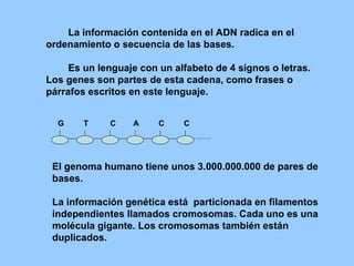 La información contenida en el ADN radica en el ordenamiento o secuencia de las bases. Es un lenguaje con un alfabeto de 4 signos o letras. Los genes son partes de esta cadena, como frases o párrafos escritos en este lenguaje. G  T  C  A  C  C El genoma humano tiene unos 3.000.000.000 de pares de bases. La información genética está  particionada en filamentos independientes llamados cromosomas. Cada uno es una molécula gigante. Los cromosomas también están duplicados. 