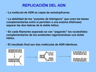 REPLICACIÓN DEL ADN La molécula de ADN es capaz de autoduplicarse. La debilidad de los “ puentes de hidrógeno ” que unen las bases complementarias entre sí permiten a una enzima (Helicasa) separar las dos hebras de la doble hélice. En cada filamento separado se van “pegando” los nucleótidos complementarios de los existentes regenerándose una doble hélice. El resultado final son dos moléculas de ADN idénticas. 