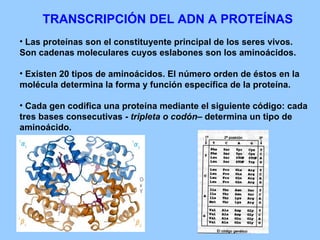 TRANSCRIPCIÓN DEL ADN A PROTEÍNAS Las proteínas son el constituyente principal de los seres vivos. Son cadenas moleculares cuyos eslabones son los aminoácidos. Existen 20 tipos de aminoácidos. El número orden de éstos en la molécula determina la forma y función específica de la proteína. Cada gen codifica una proteína mediante el siguiente código: cada tres bases consecutivas -  tripleta o codón – determina un tipo de aminoácido. 